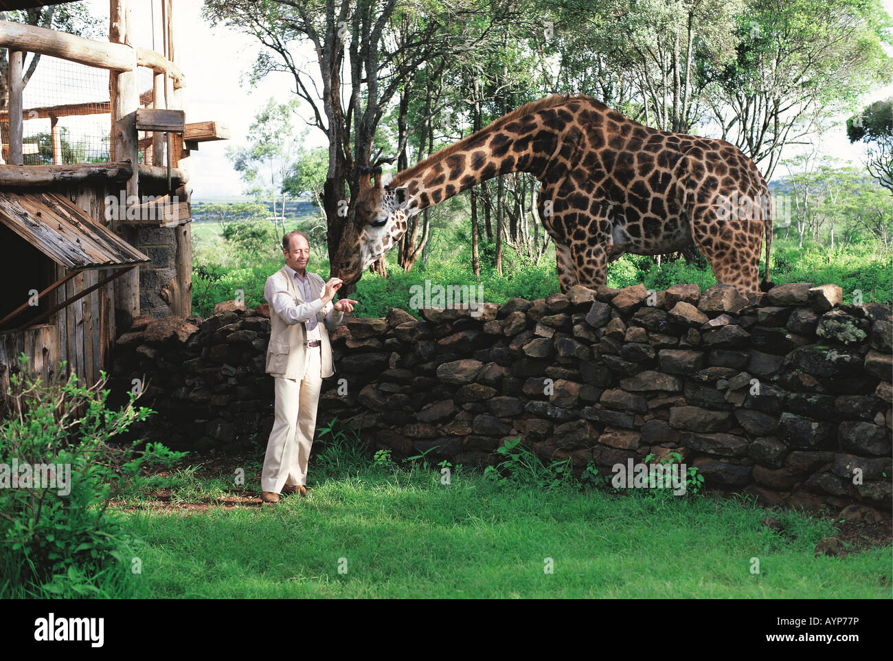 White tour guida uomo in tuta di safari di alimentazione s Rothschild giraffa con bovini di pellet a Giraffe Manor Nairobi Kenya Africa orientale Foto Stock