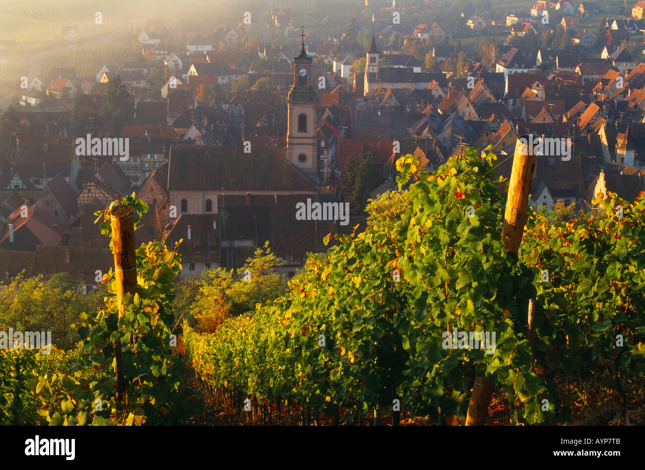 Una vigna su pendii sopra Riquewihr Alsace Francia Foto Stock