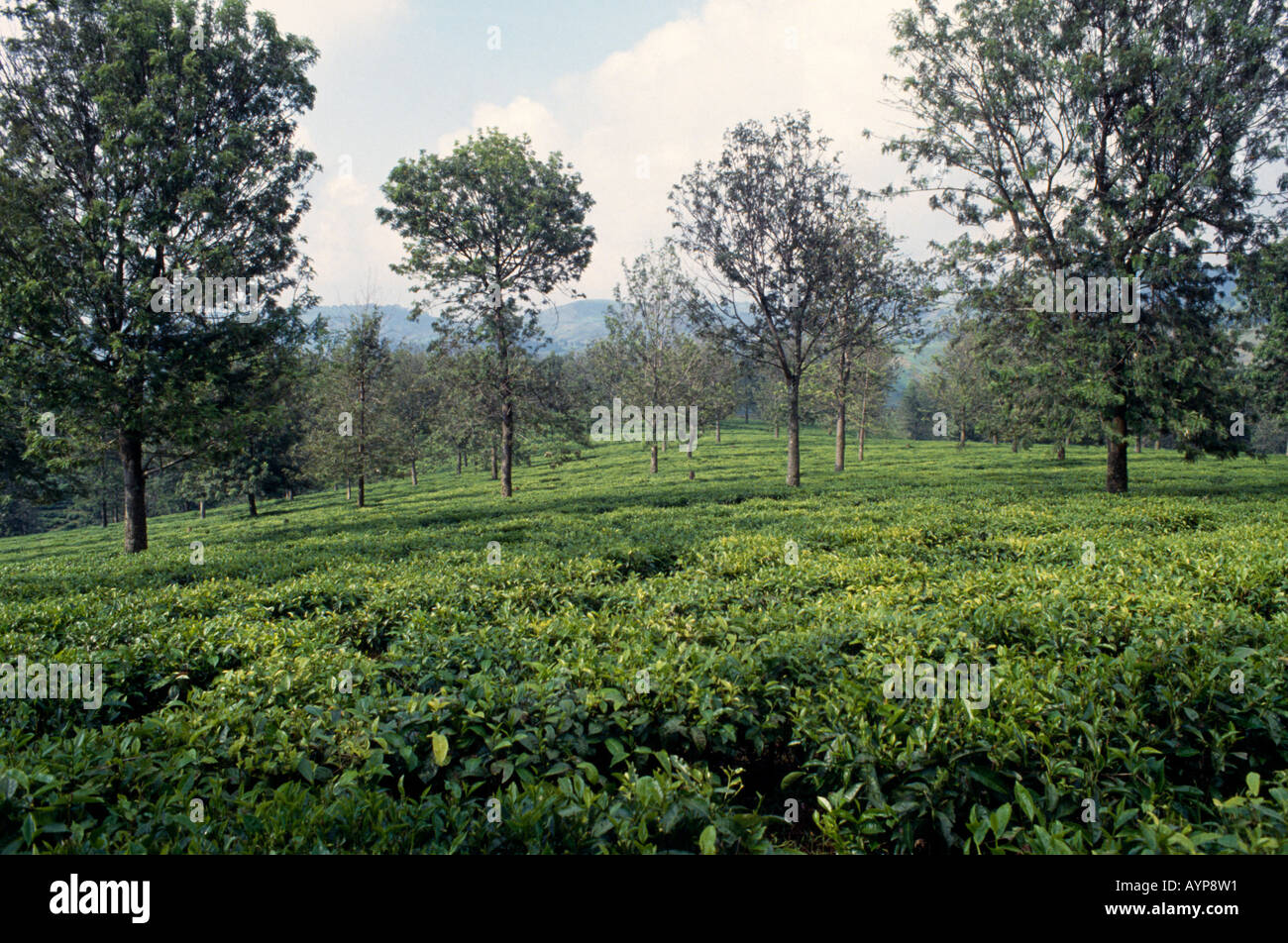 CONGO Africa Centrale Agricoltura Agricoltura provincia di Kivu la piantagione di tè su una collina nei pressi di Bukavu. Foto Stock