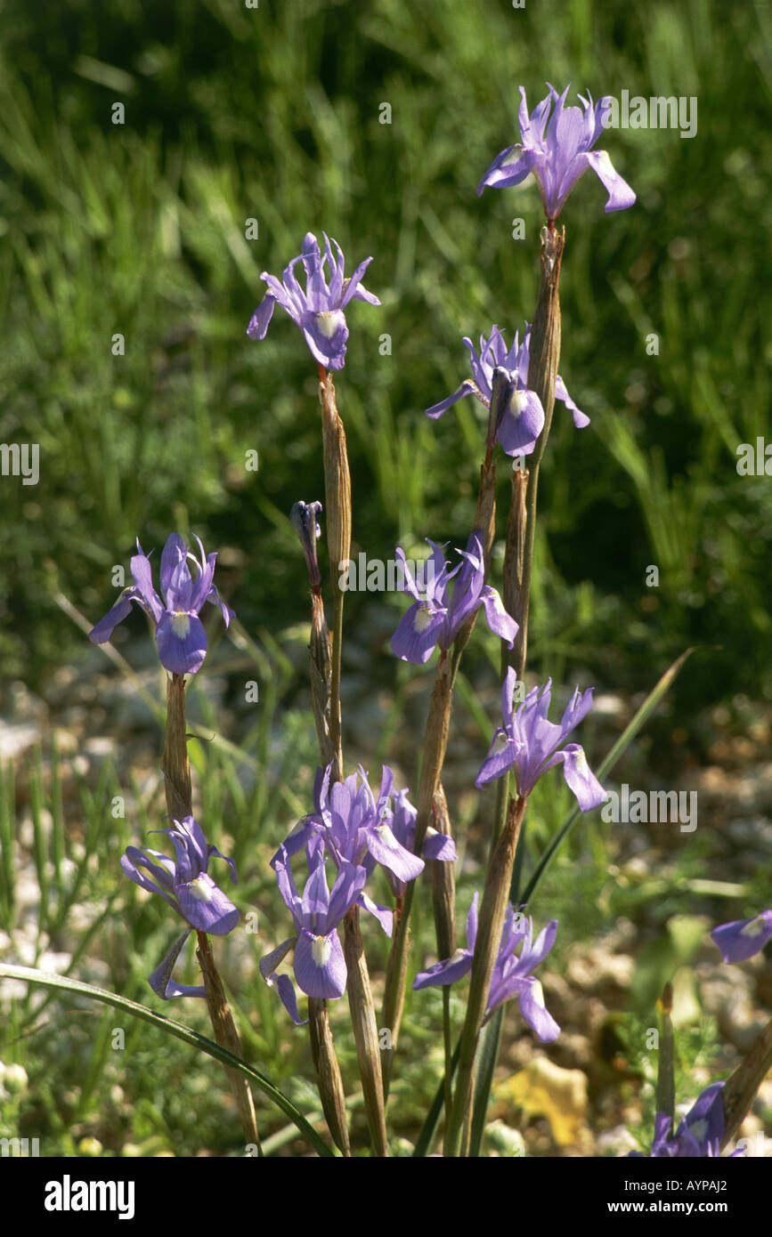 Il fiore di Iris blu Barbery dado sistyrinchium Gynandriris crescendo in Drouseia Foto Stock