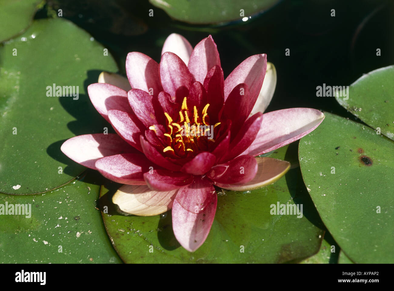 Chiudere su di un fiore nei Jardines de MOSSEN JACINT VERDAGUER Montjuic Barcellona Foto Stock