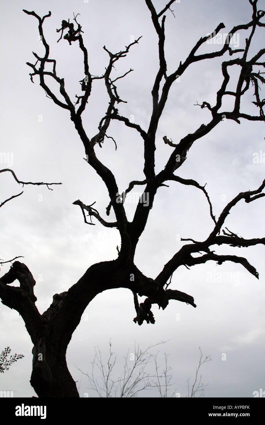 Nessuna foglia silhoette ad albero in inverno Foto Stock