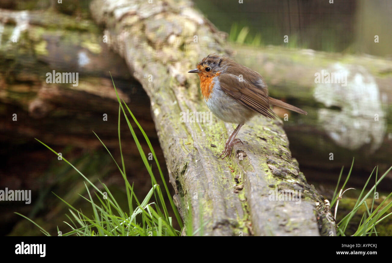 Un pettirosso posatoi su un log in un giardino, REGNO UNITO Foto Stock