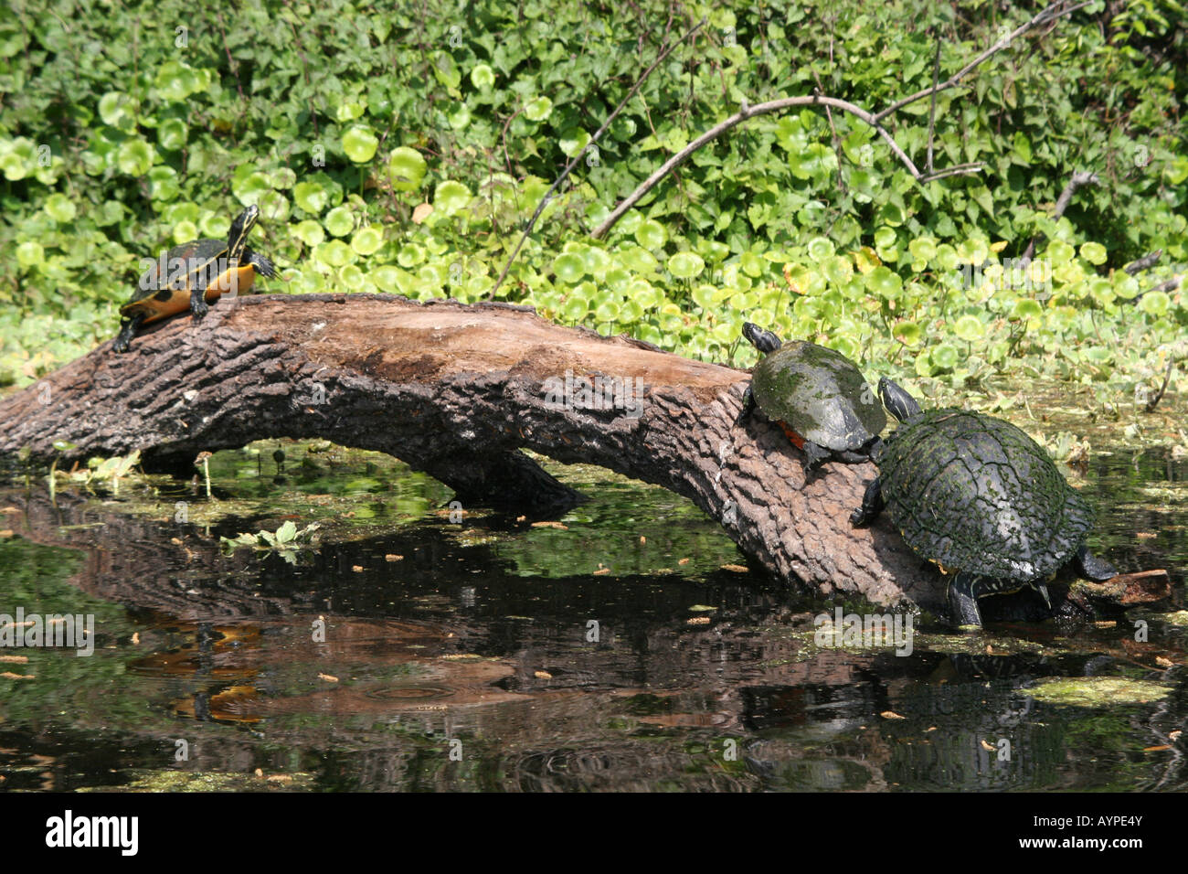 Florida Redbelly Cooter tartarughe ensoleillement su un registro ad Wekiwa Springs Apopka FL Foto Stock