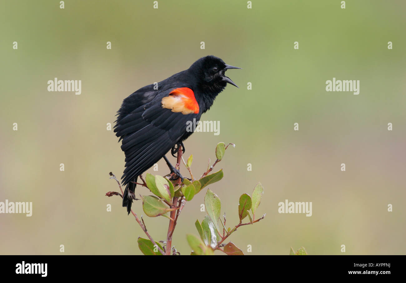 Redwing uccello nero immagini e fotografie stock ad alta risoluzione - Alamy
