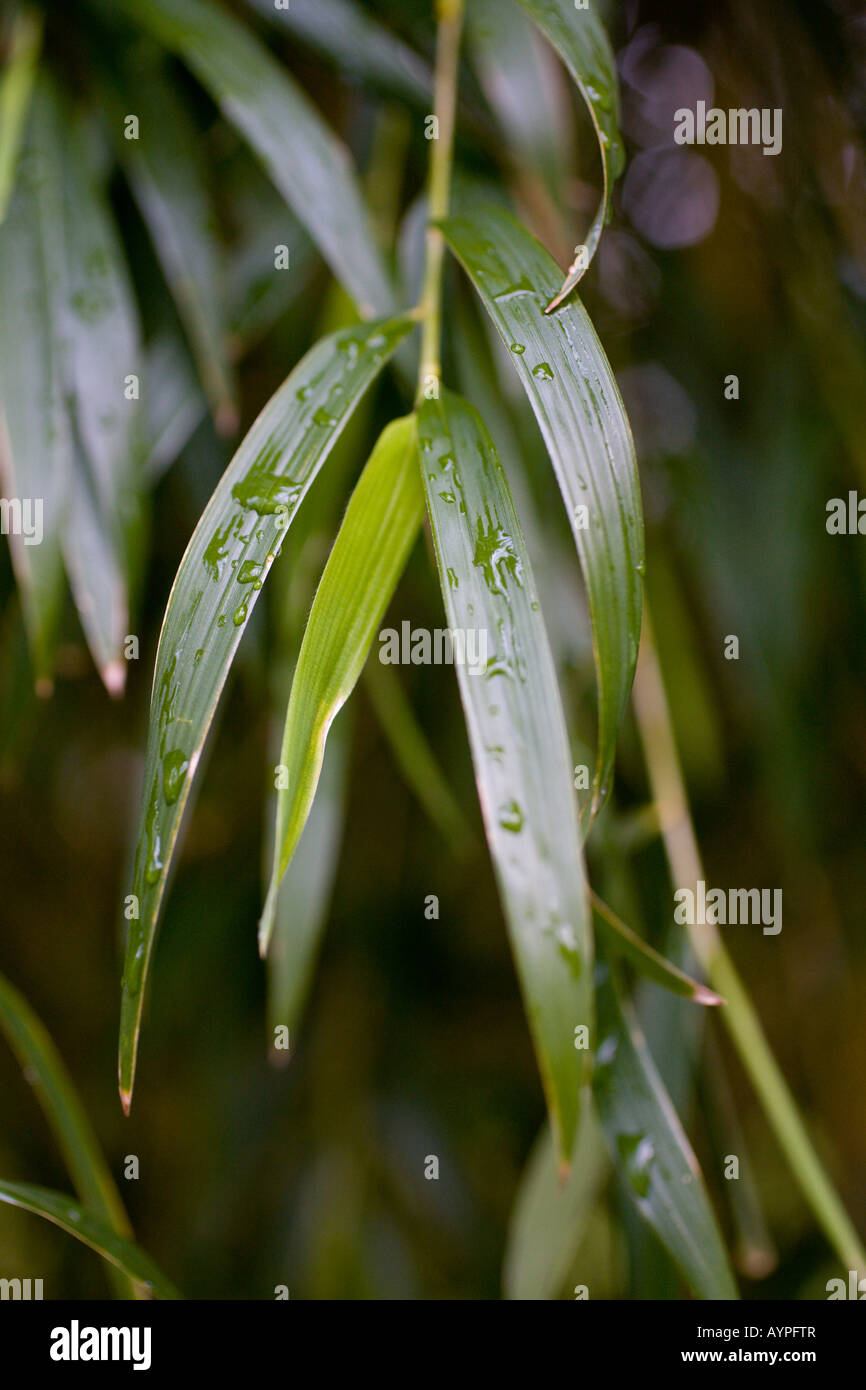 Culeu, Chusquea aff. culeou, foglie verde con gocce di pioggia. Foto Stock