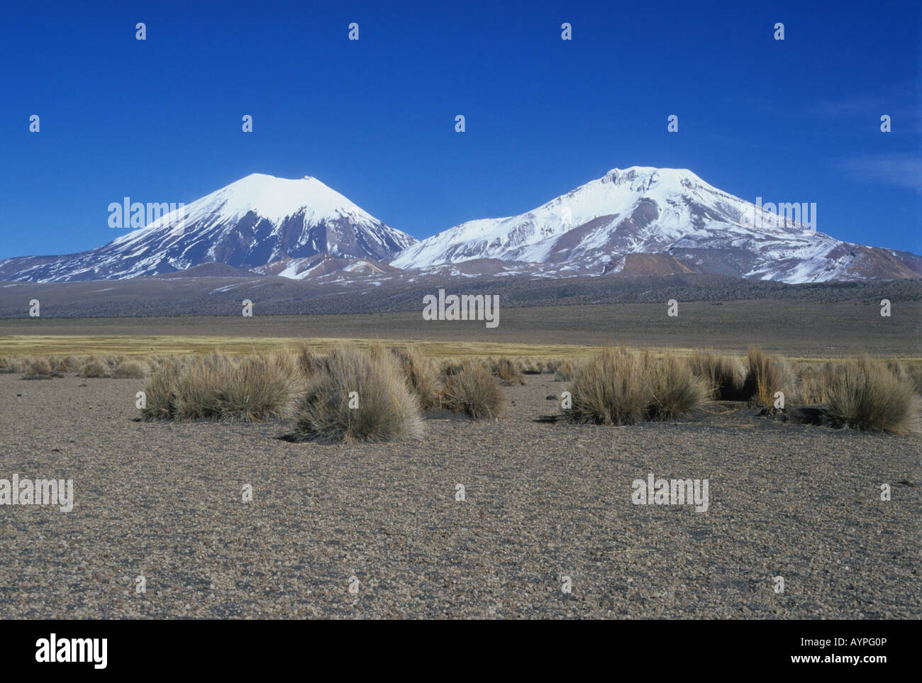 Payachatas vulcani Parinacota (L, Pomerape R) e erba ichu (Jarava ichu) ciuffi, Sajama Parco Nazionale, Bolivia Foto Stock