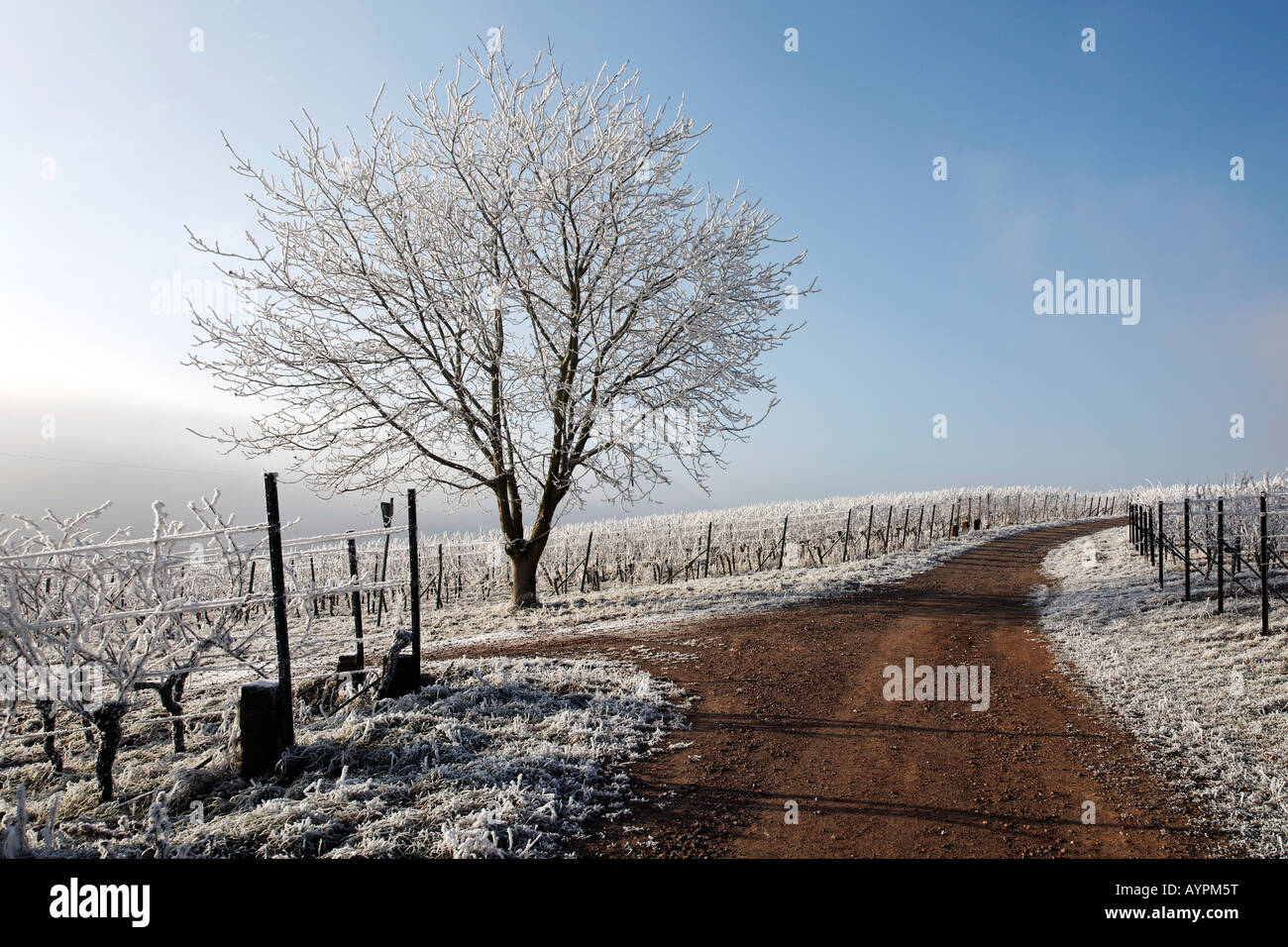 Frost-paesaggio coperto, Palatinato, Renania-Palatinato, Germania Foto Stock