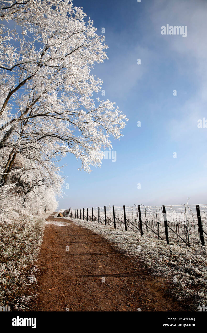 Frost-paesaggio coperto, Palatinato, Renania-Palatinato, Germania Foto Stock