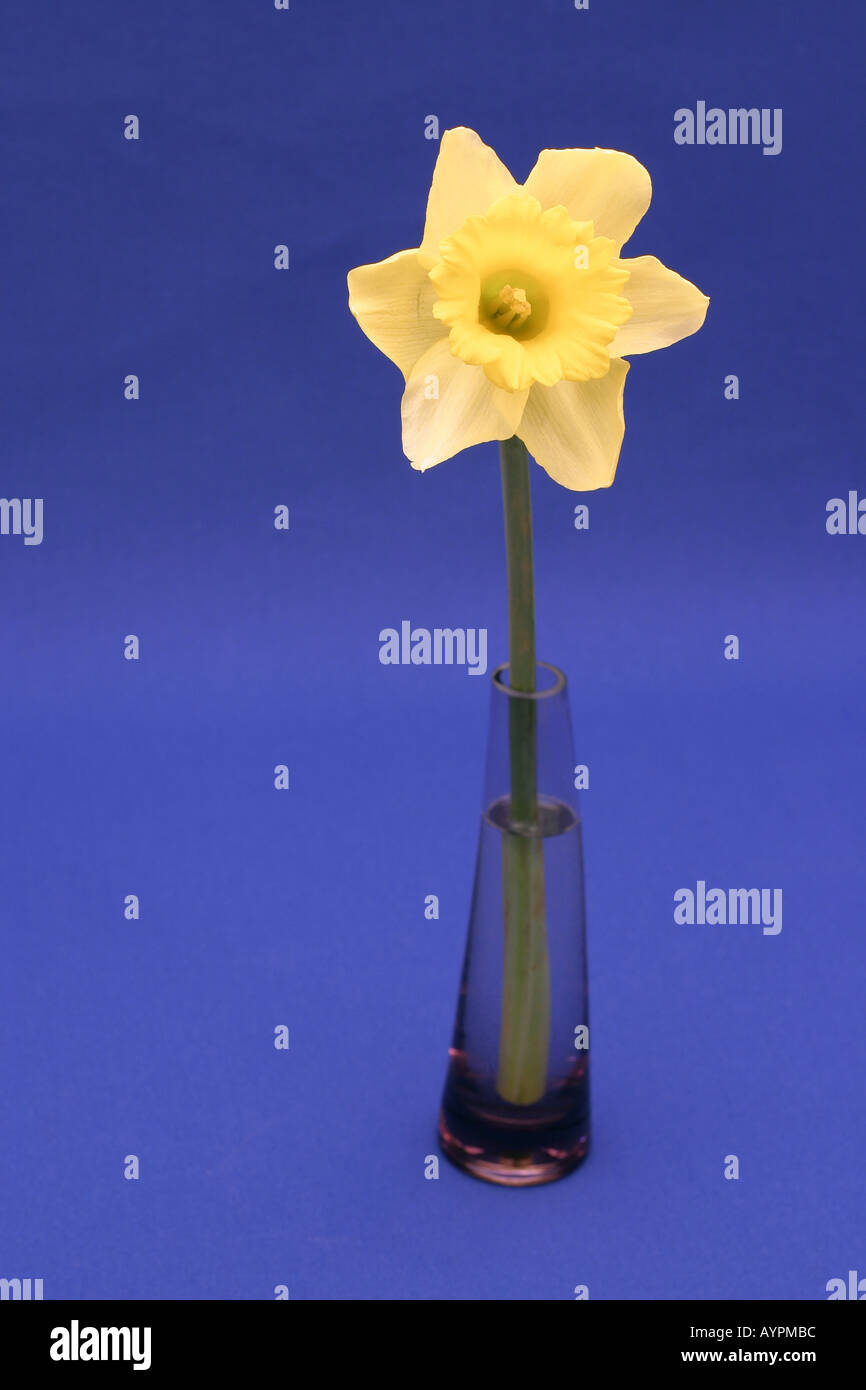 Un bel colore giallo fiore è collocata in un vaso cilindrico Foto Stock