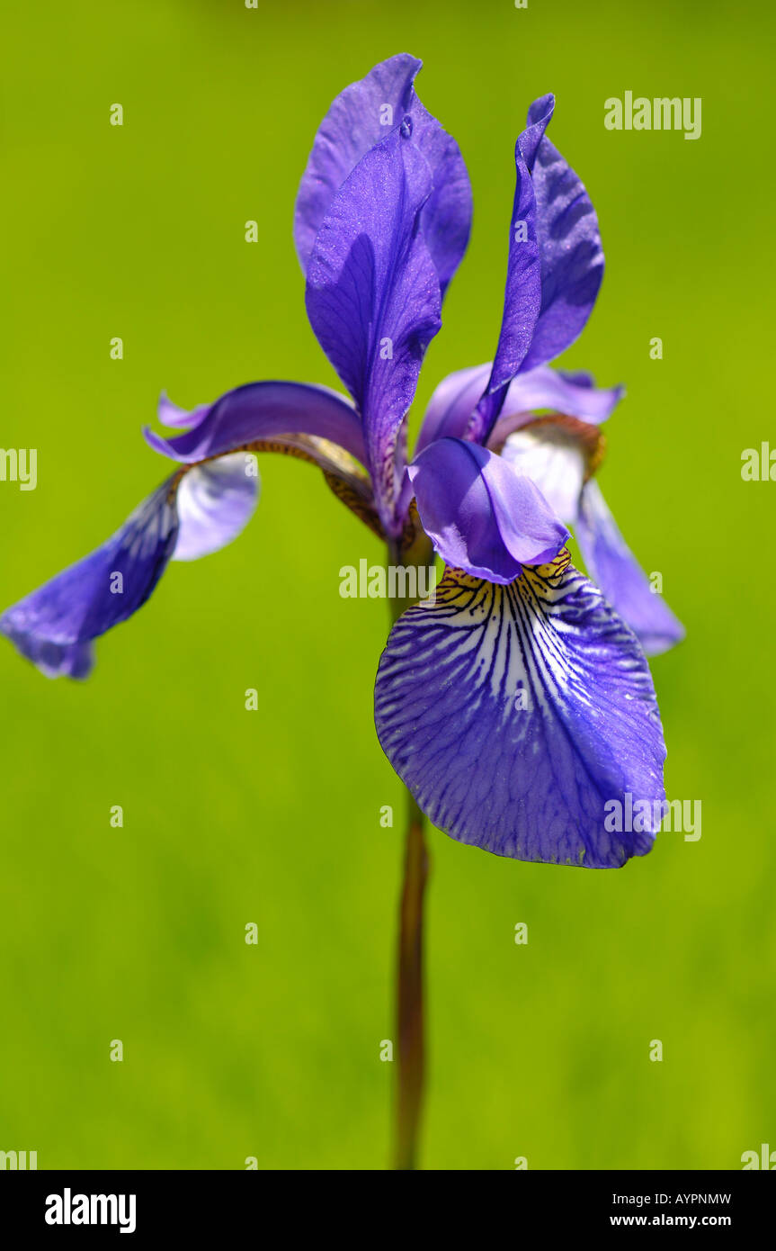 Siberian Iris (Iris sibirica) Foto Stock