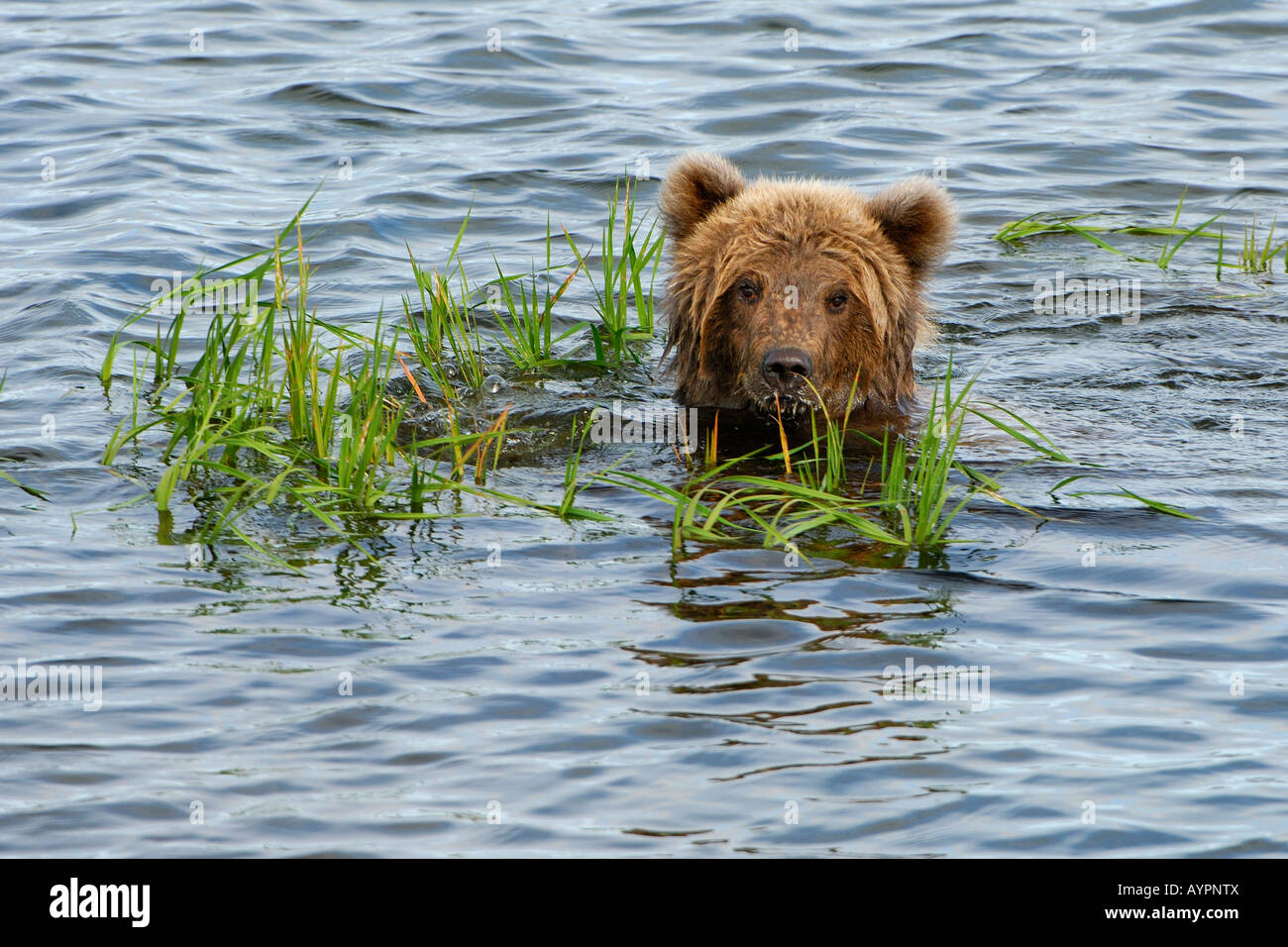 L'orso bruno (Ursus arctos) cub nuoto, Parco Nazionale e Riserva di Katmai, Alaska, STATI UNITI D'AMERICA Foto Stock
