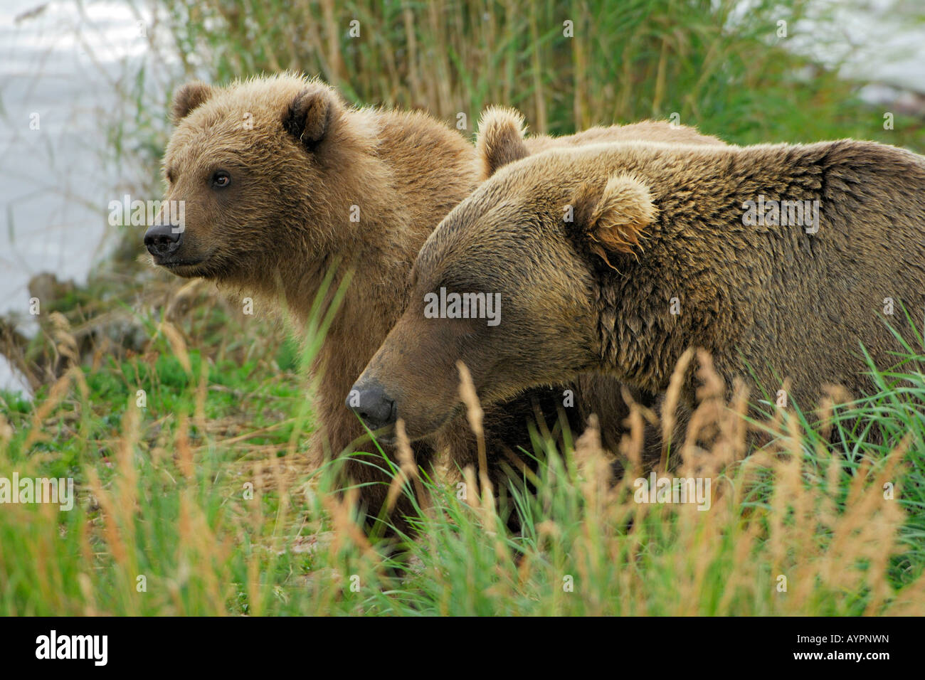 L'orso bruno (Ursus arctos), femmina con cub, Parco Nazionale e Riserva di Katmai, Alaska, STATI UNITI D'AMERICA Foto Stock