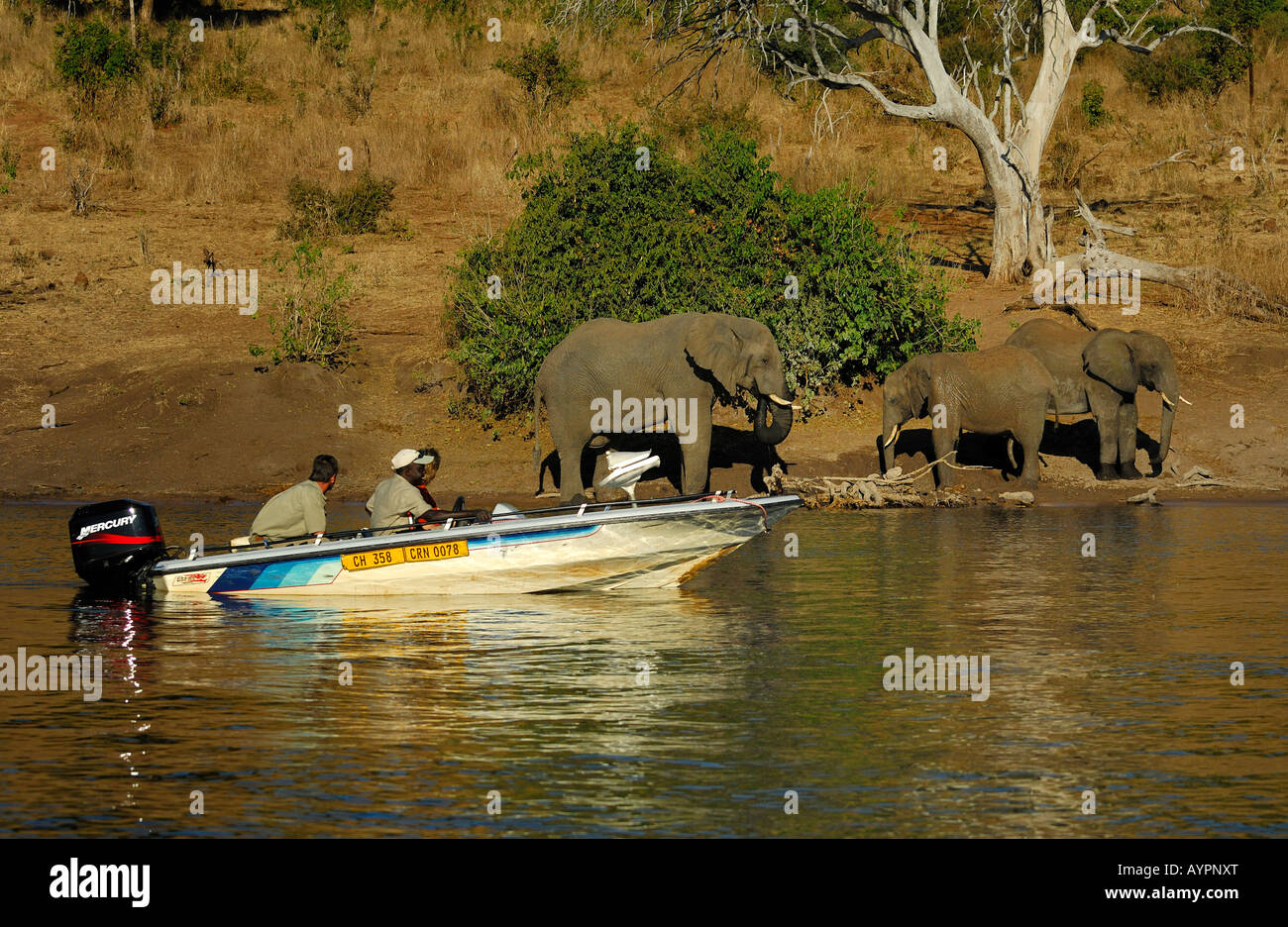 Escursione in barca lungo il fiume Chobe, branco di elefanti (Loxodonta) sulla riva del fiume, Chobe National Park, Botswana, Africa Foto Stock