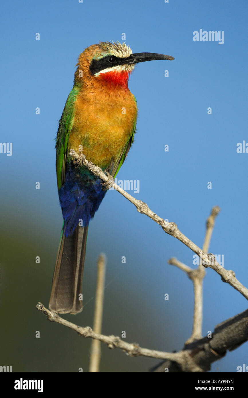 Bianco-fronteggiata Bee-Eater (Merops bullockoides) appollaiato su un ramo, Chobe National Park, Botswana, Africa Foto Stock