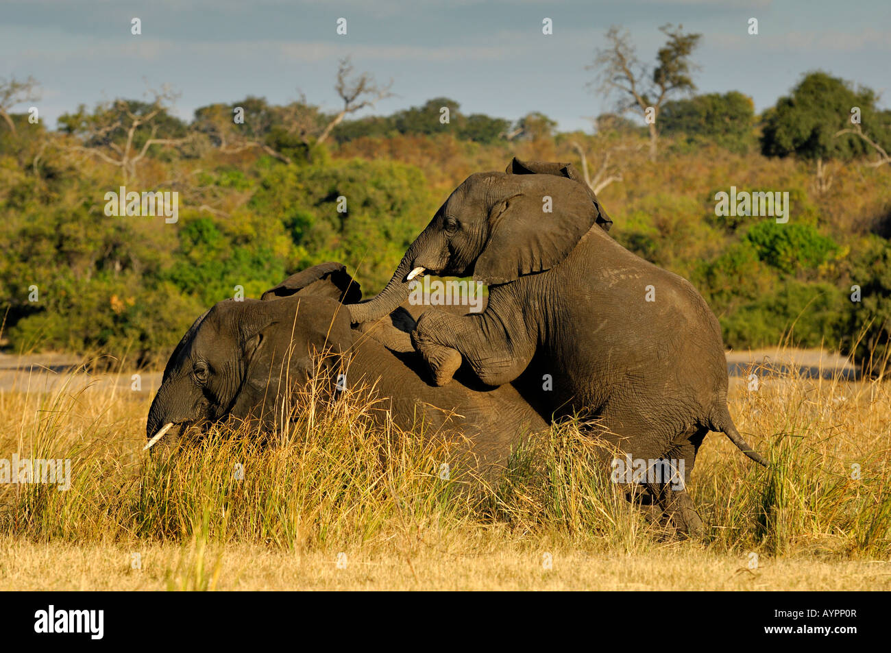 Savana o bush africano Elefante africano (Loxodonta africana) giocando, Chobe National Park, Botswana, Africa Foto Stock