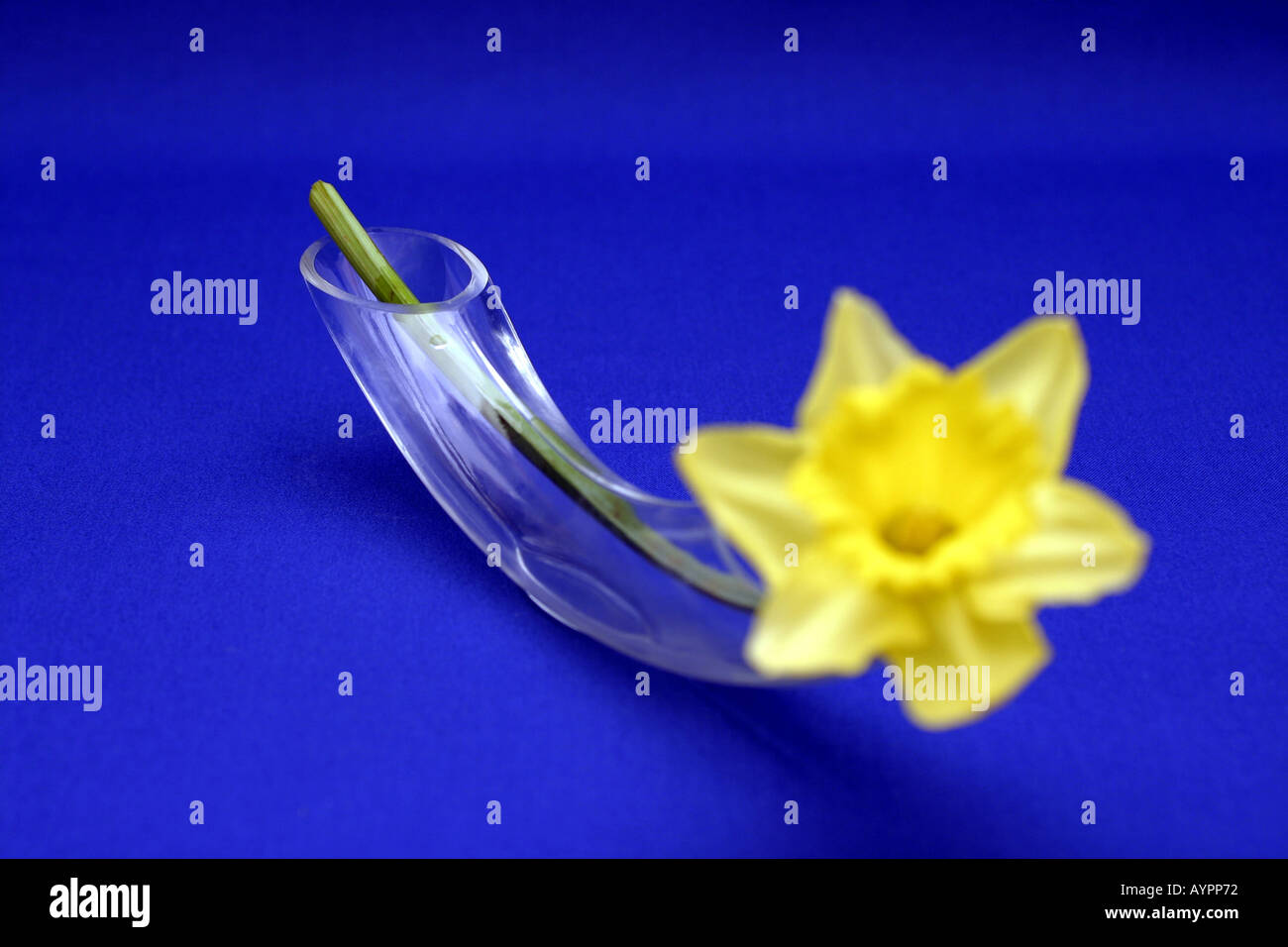 Stelo di un daffodil inserito nel tubo di vetro avente estremità aperte Foto Stock
