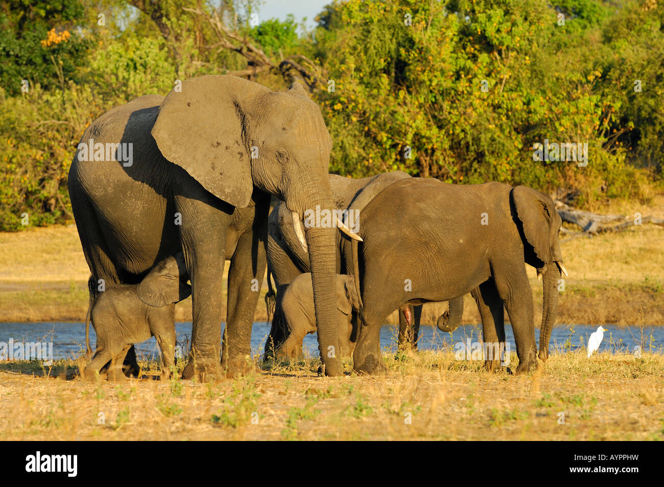 Savana o bush africano Elefante africano (Loxodonta africana), madre assistenza infermieristica di vitello, di Chobe National Park, Botswana, Africa Foto Stock