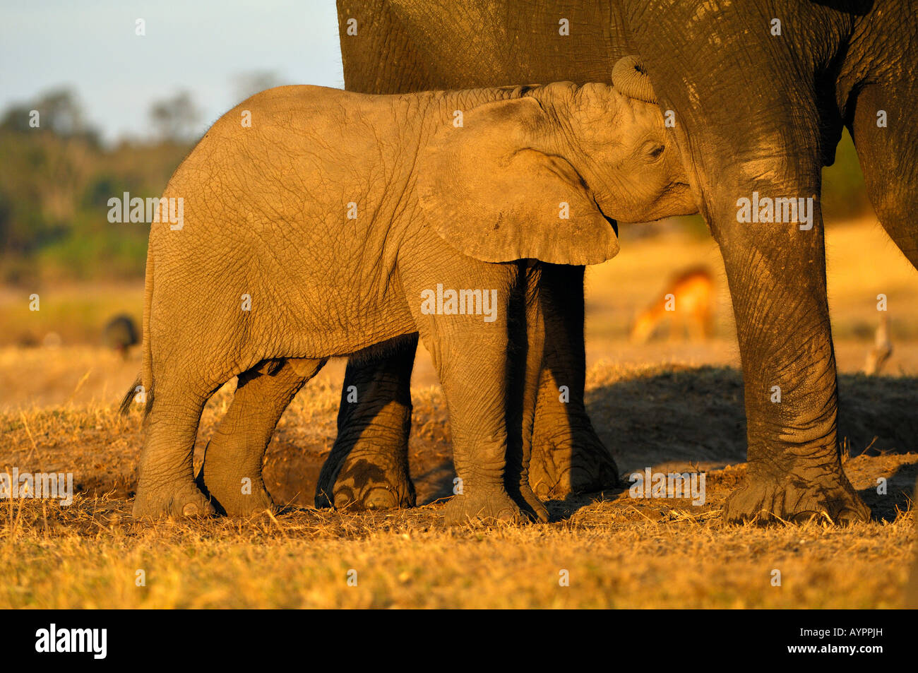 Savana o bush africano Elefante africano (Loxodonta africana), madre assistenza infermieristica di vitello, di Chobe National Park, Botswana, Africa Foto Stock