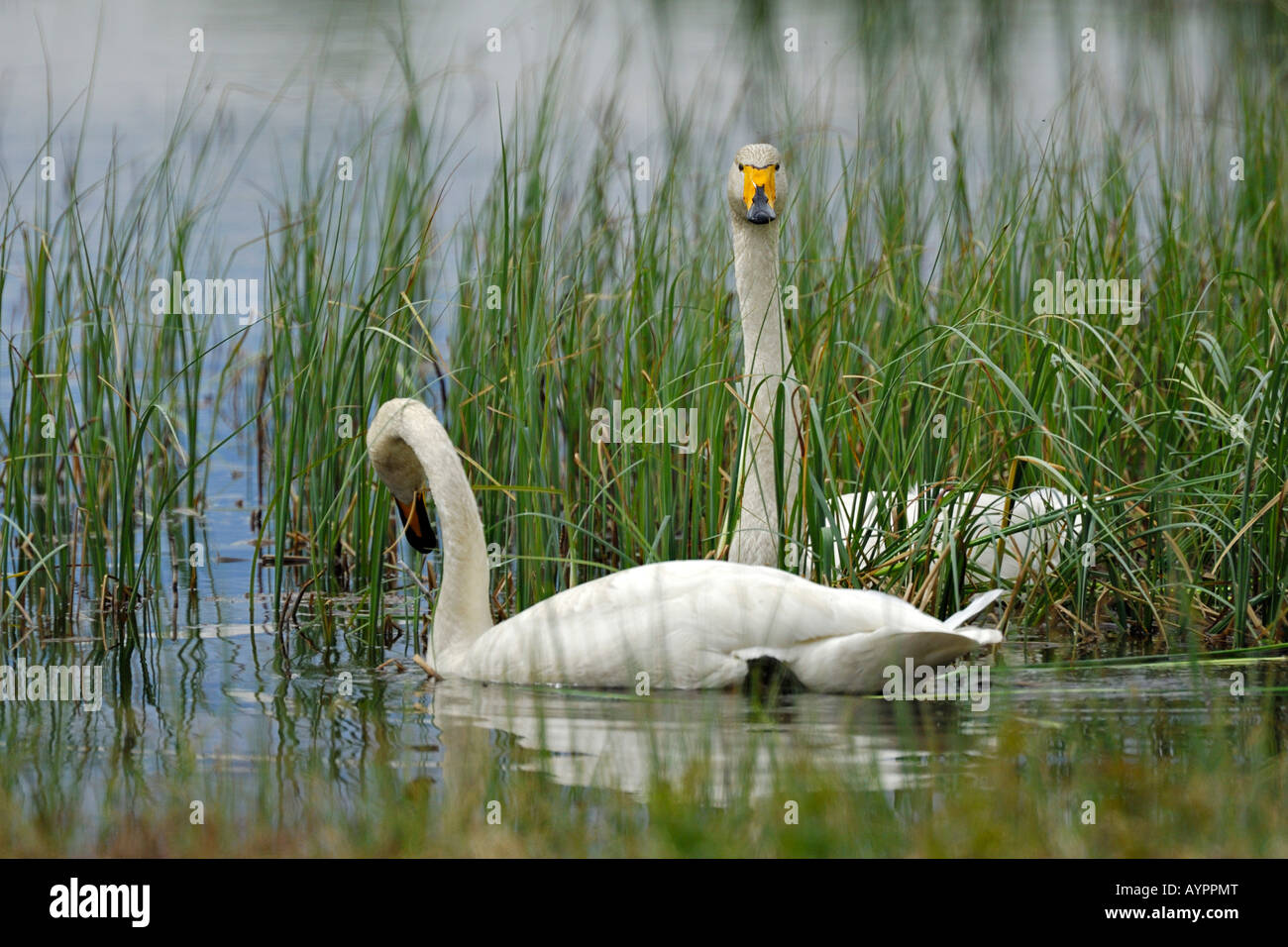 Whooper cigni (Cygnus Cygnus), allevamento coppia nuoto, Dalarna, Svezia e Scandinavia Foto Stock