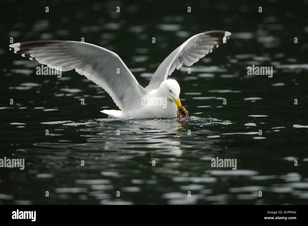 Aringa Gabbiano (Larus argentatus) con la preda, il Trondelag, Norvegia e Scandinavia Foto Stock