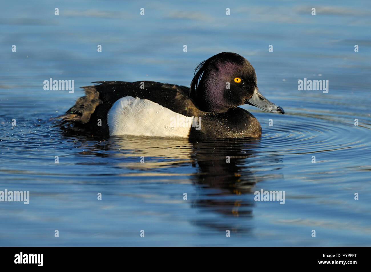Moretta (Aythya fuligula), drake, nuoto, Tromso, Norvegia del nord, in Scandinavia Foto Stock