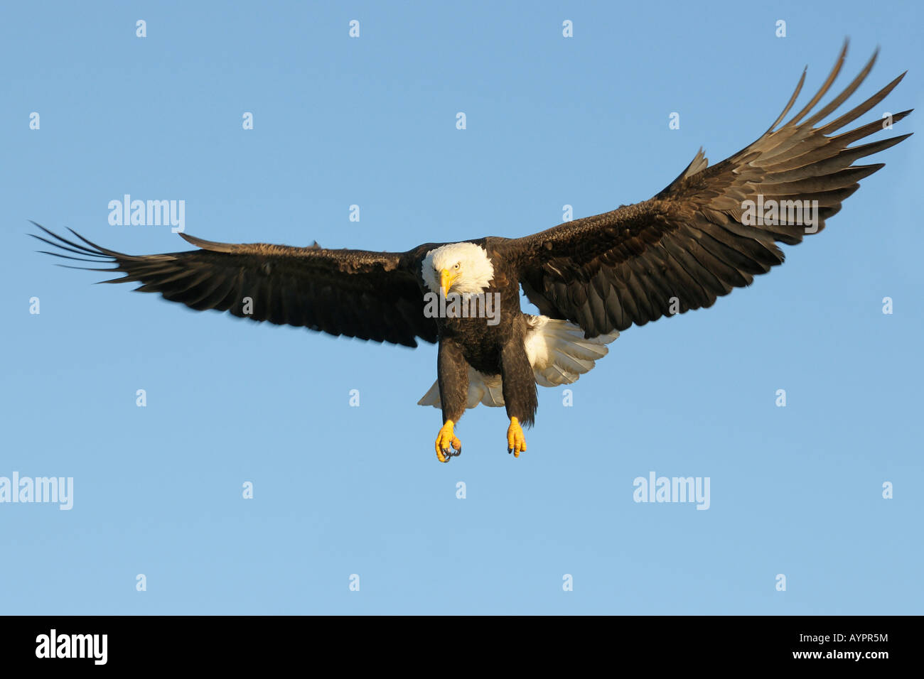 Aquila calva (Haliaeetus leucocephalus) lo sbarco, Penisola di Kenai, Alaska, STATI UNITI D'AMERICA Foto Stock