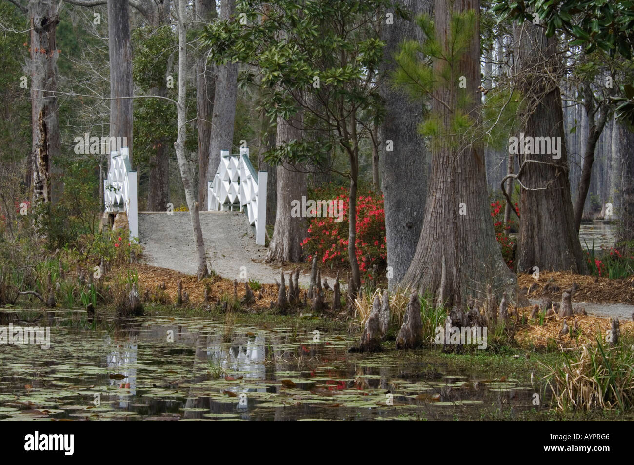 Percorso attraverso la palude di cipressi e su bianco ponte pedonale Cypress Gardens Vicino a Charleston, Carolina del Sud Foto Stock