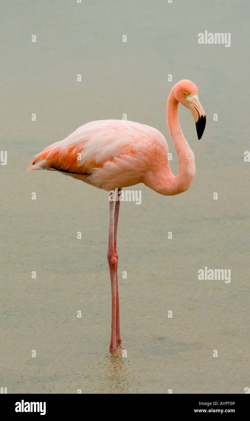 Caraibi Flamingo (Phoenicopterus ruber) Isola di Santa Cruz, isole Galapagos, Ecuador Foto Stock