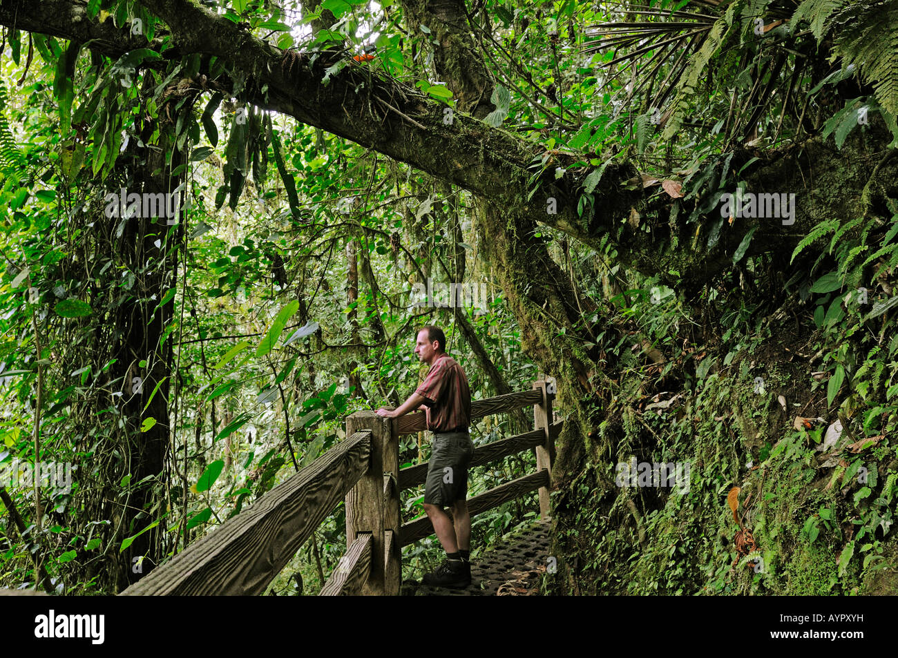 La foresta vergine al Lago di Arenal, Costa Rica, America Centrale Foto Stock