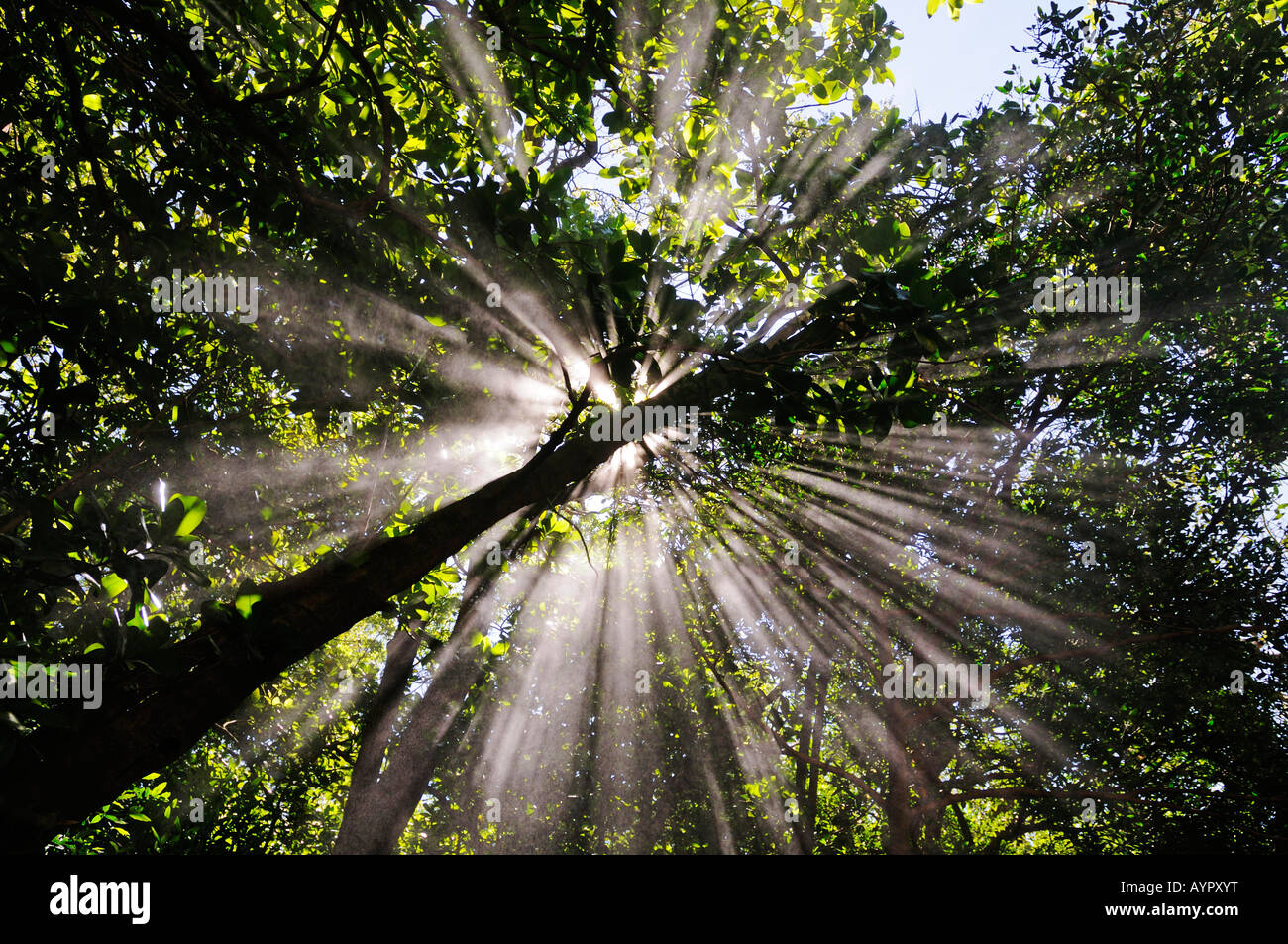 Nebbia sulfurea a Rincon de la Vieja National Park, Costa Rica, America Centrale Foto Stock