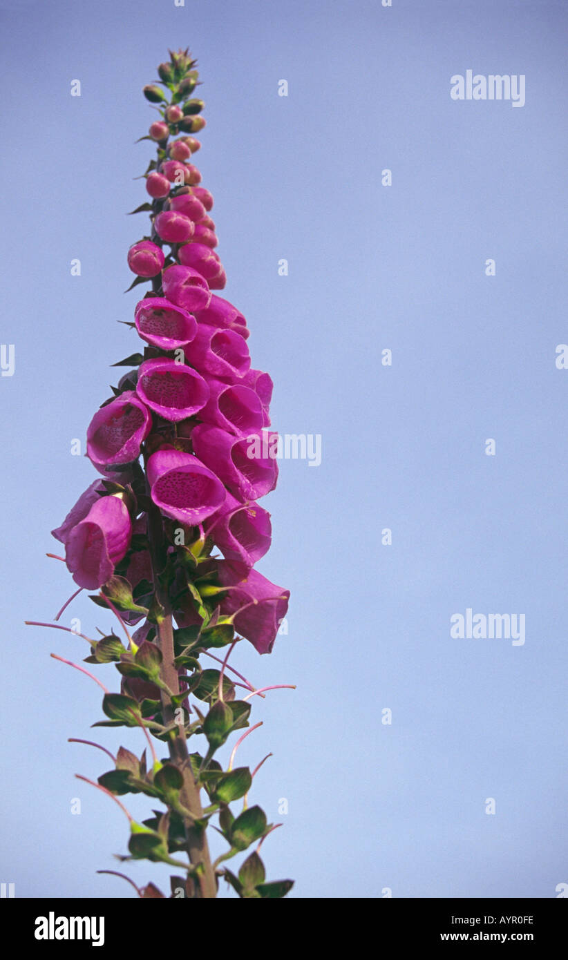 Foxglove contro un cielo blu Foto Stock