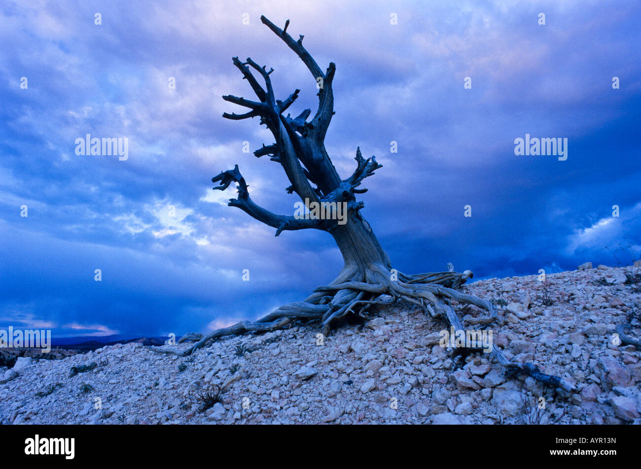 Lone, morto ginestra, Parco Nazionale di Bryce Canyon, Utah, Stati Uniti d'America Foto Stock