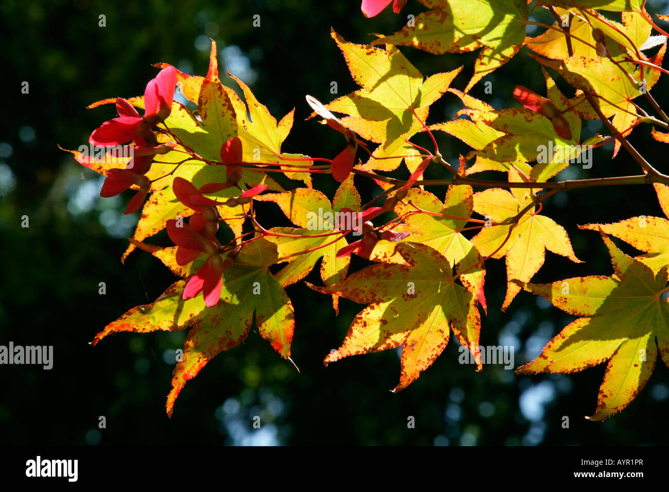 Norvegia (acero Acer platanoides), fogliame autunnale Balinesischer Garten (giardini Balinesi), Muehldorf am Inn, Baviera, Germania Foto Stock