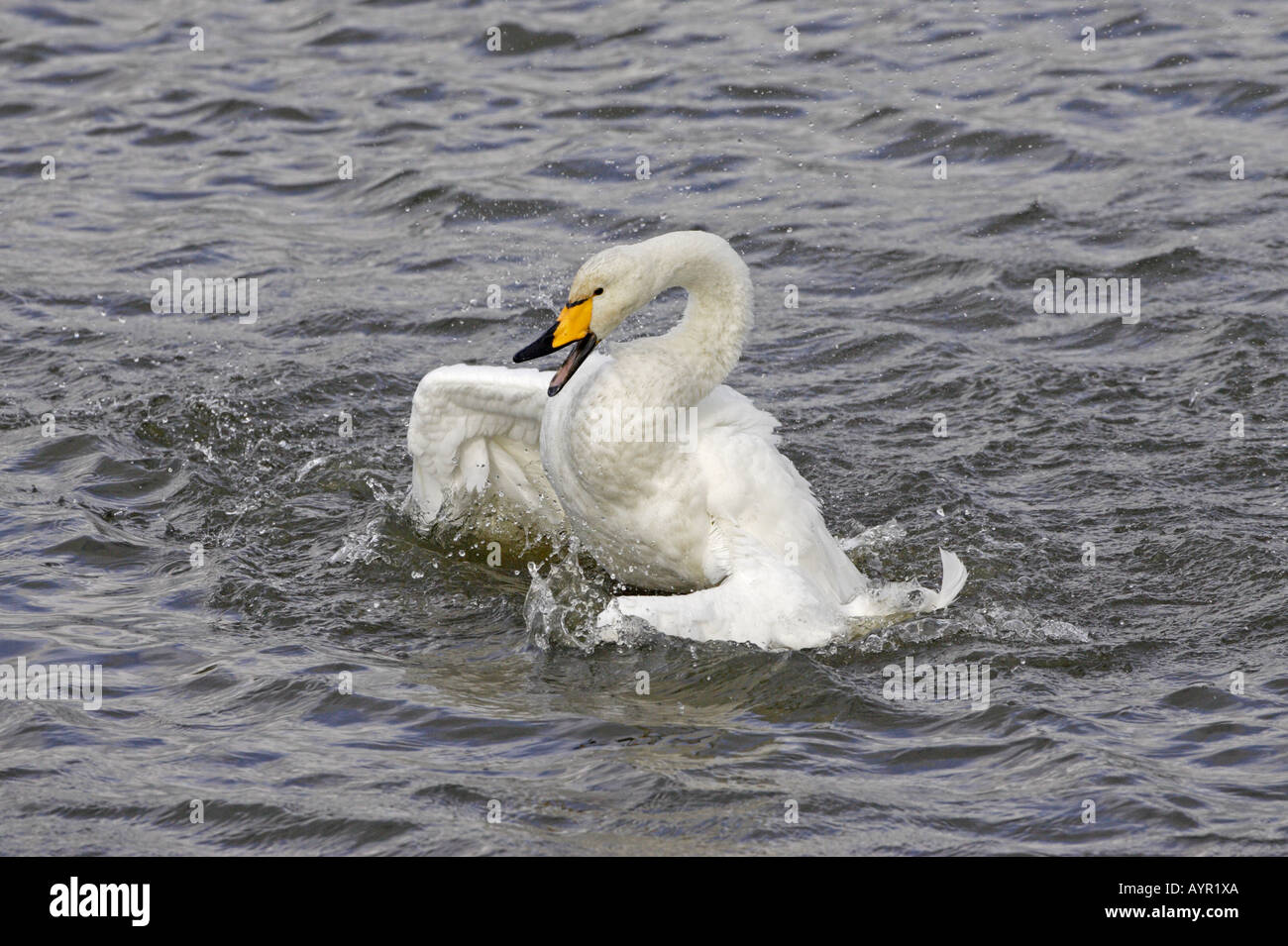 Whooper Swan sbattimento al Caerlaverock WWT riserva 2 Foto Stock