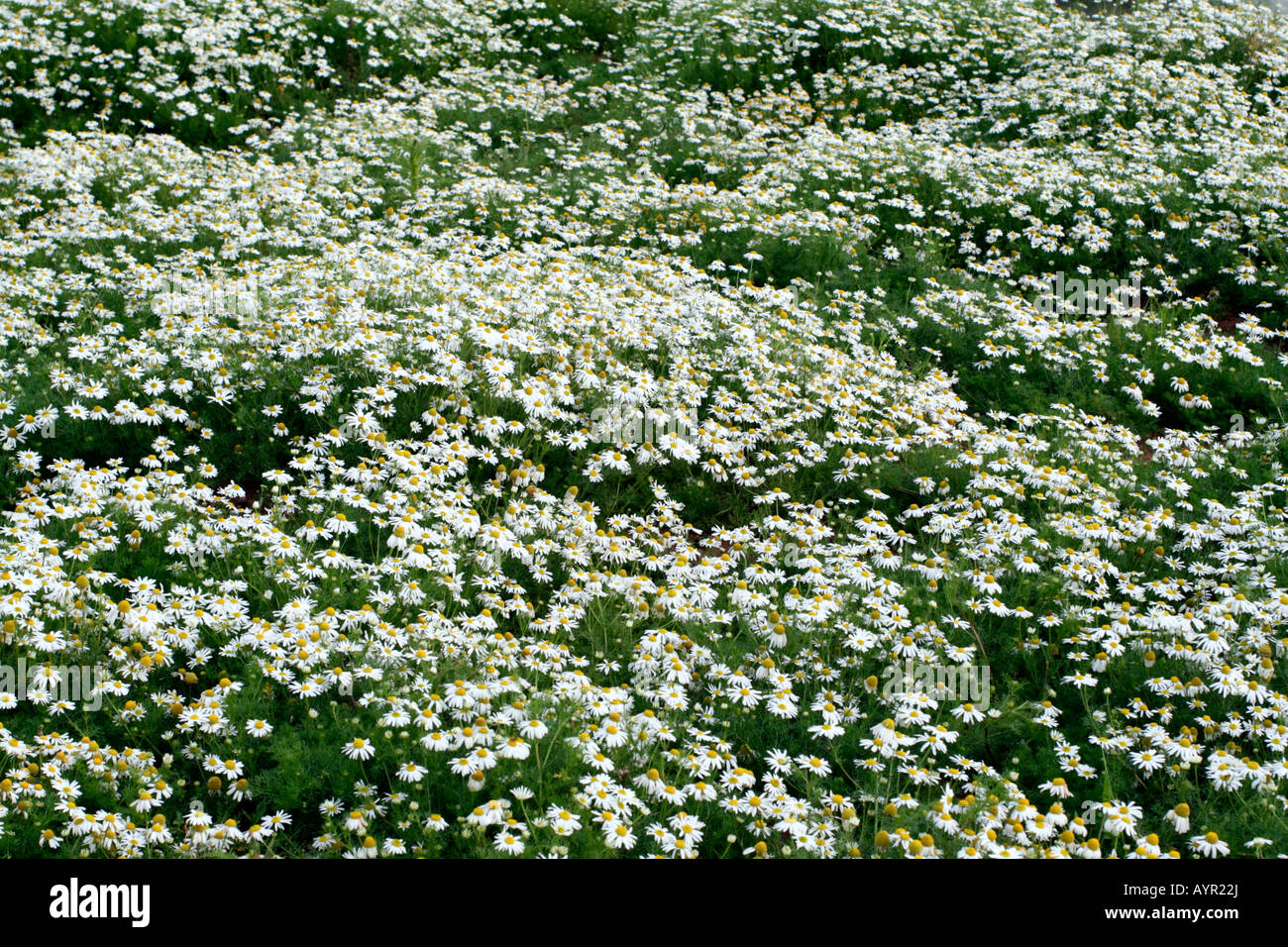 Senza profumo MAYWEED TRIPLEUROSPERMUM INODORUM è un comune di seminativi e giardino infestante sul terreno disturbato Foto Stock