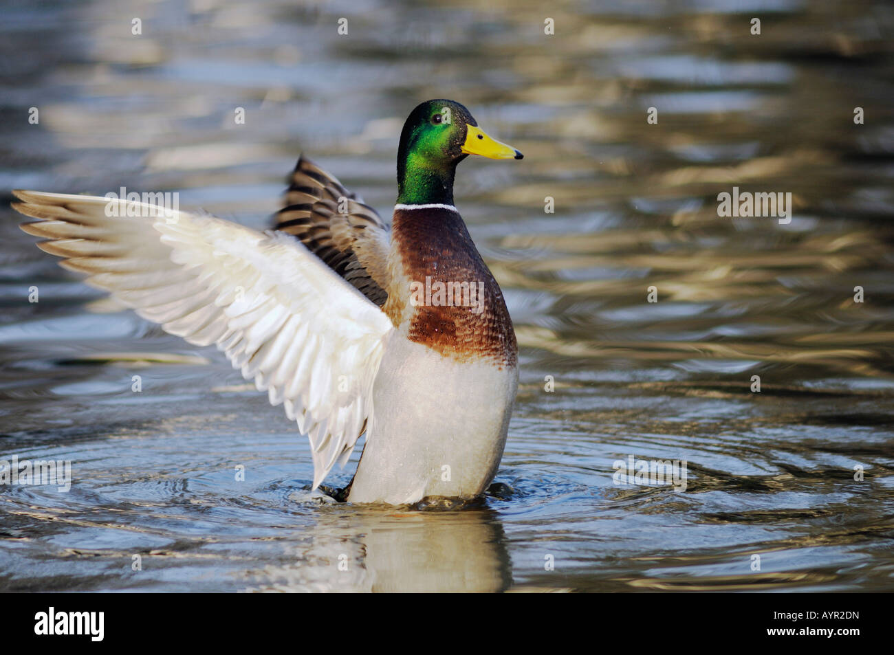 Mallard Duck (Anas platyrhynchos) sbattimenti le sue ali in acqua Foto Stock