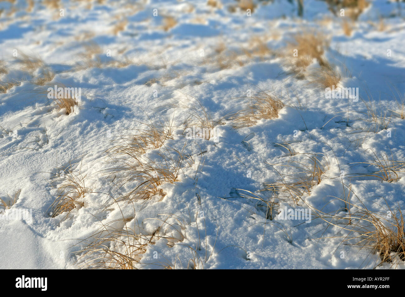 La neve su un prato in inverno con erba che mostra Foto Stock