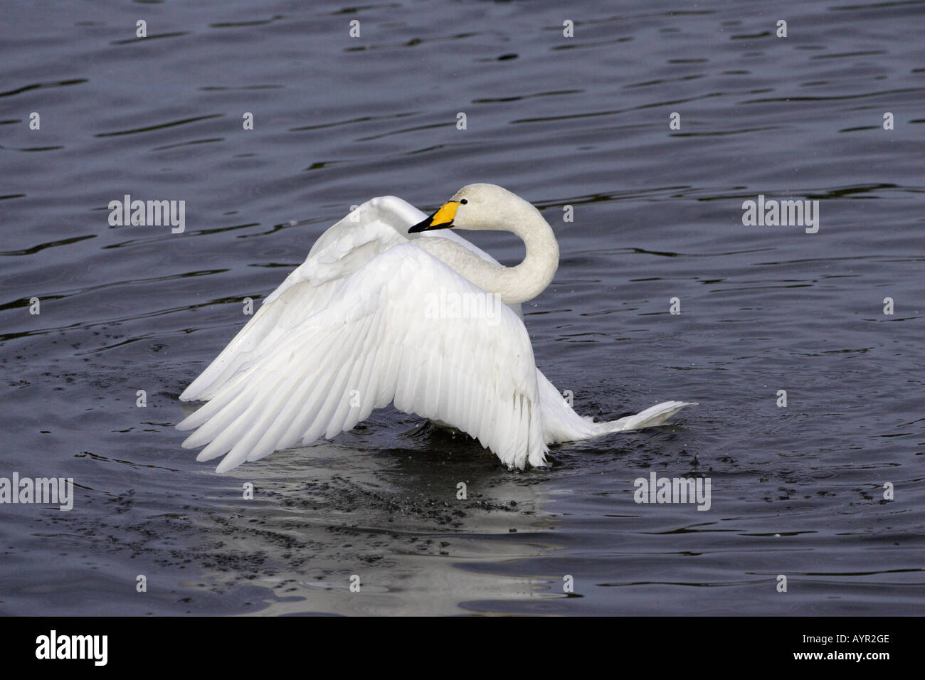 Whooper Swan sbattimento al Caerlaverock WWT riserva 4 Foto Stock