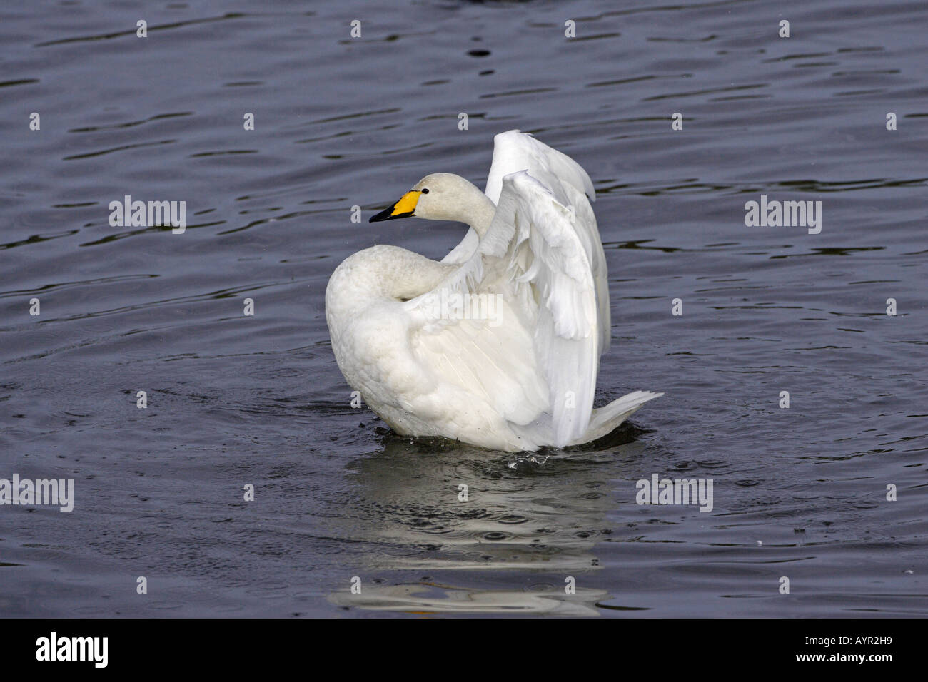 Whooper Swan sbattimento al Caerlaverock WWT riserva 5 Foto Stock