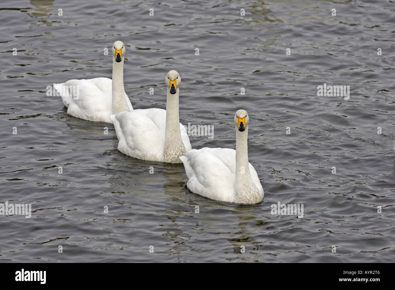 Tre cigni Whooper nuoto a Caerlaverock WWT RISERVA Foto Stock