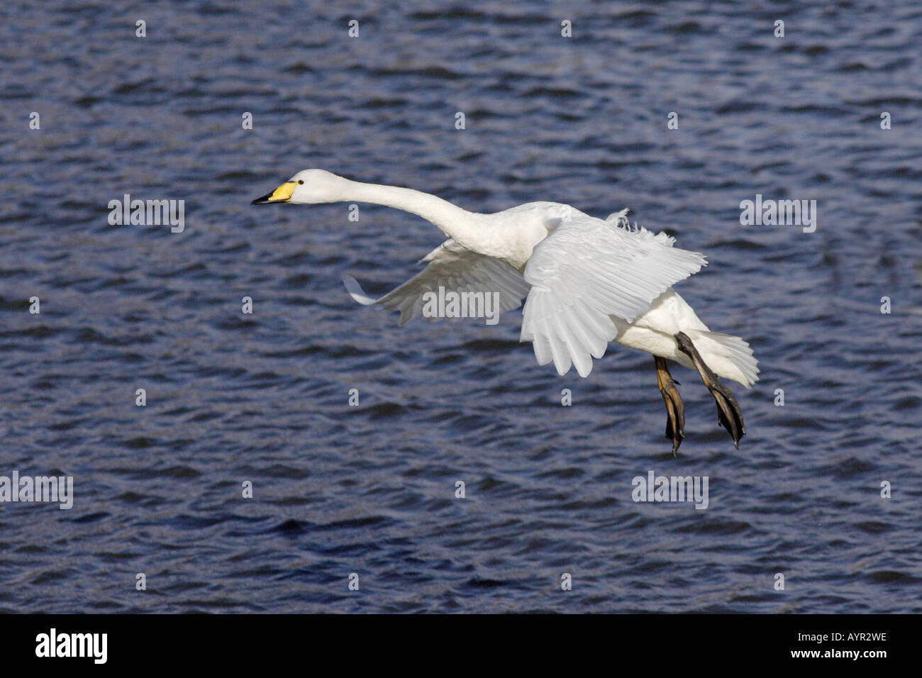 Whooper gironzolano in atterraggio a Caerlaverock WWT riserva2 Foto Stock