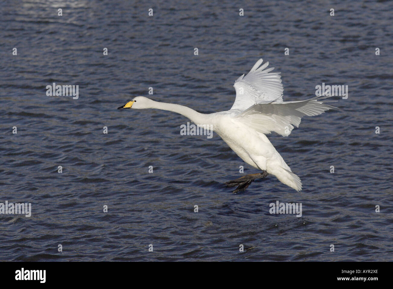 Whooper gironzolano in atterraggio a Caerlaverock WWT riserva4 Foto Stock