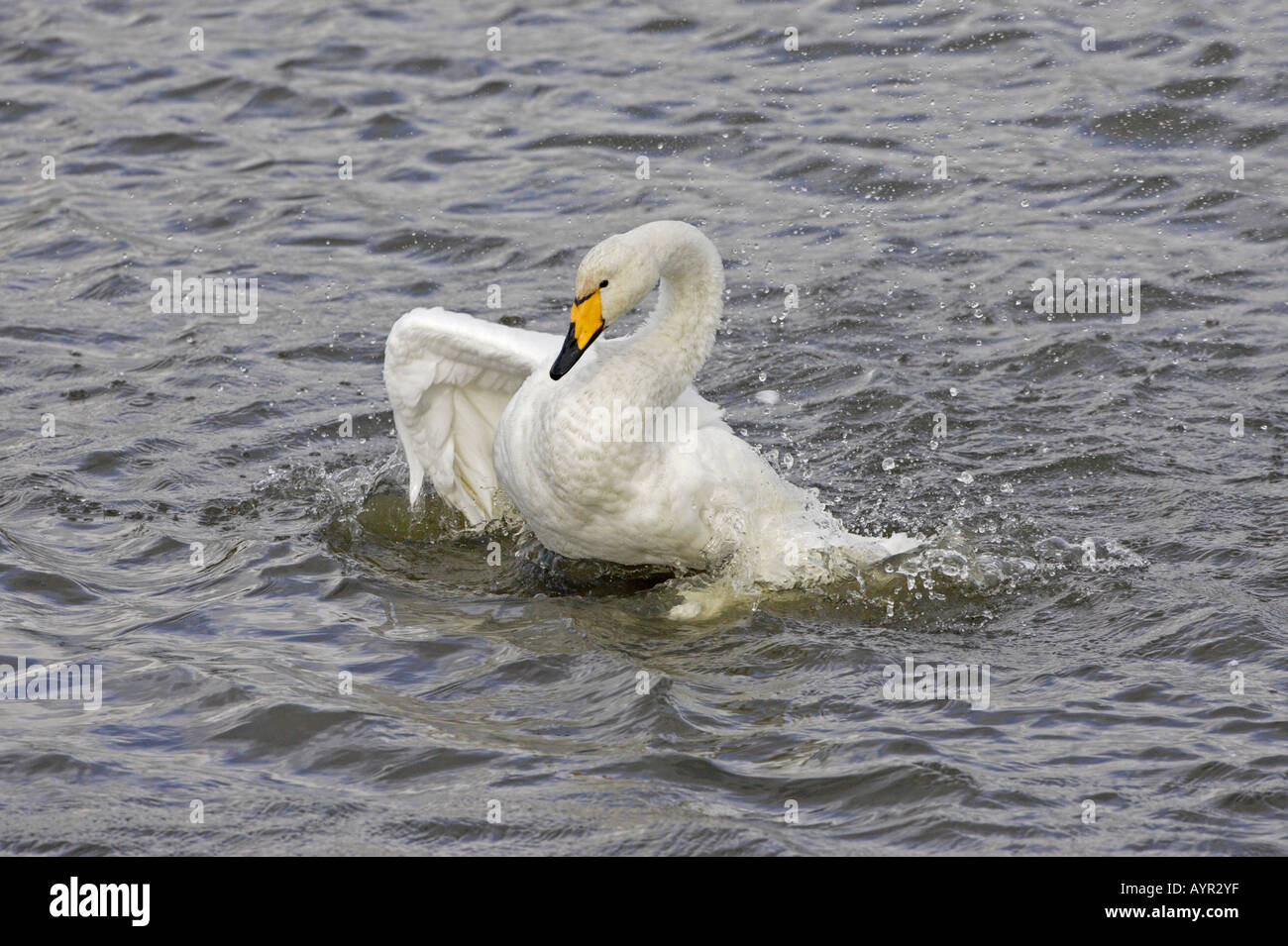 Whooper Swan sbattimento al Caerlaverock WWT riserva 1 Foto Stock