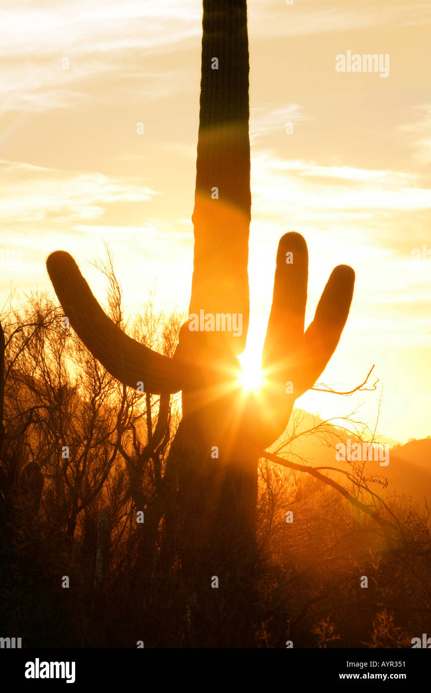 Un cactus Saguaro nell'Arizona meridionale s deserto Sonoran retroilluminati da la settinng sun Foto Stock