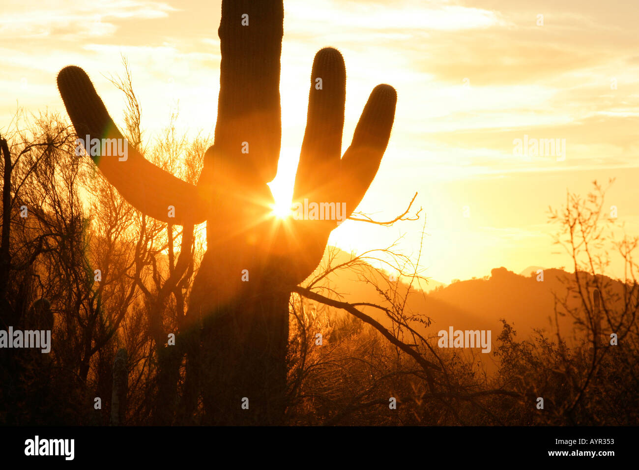 Un cactus Saguaro nell'Arizona meridionale s deserto Sonoran retroilluminati da sole di setting Foto Stock