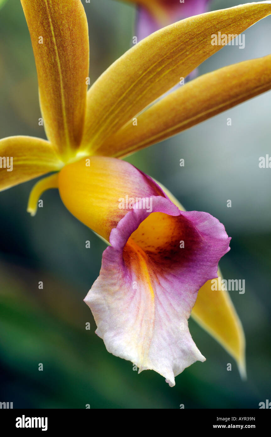 Nun's cofano - o orchidea palustre (Phaius tancarvilleae) Foto Stock