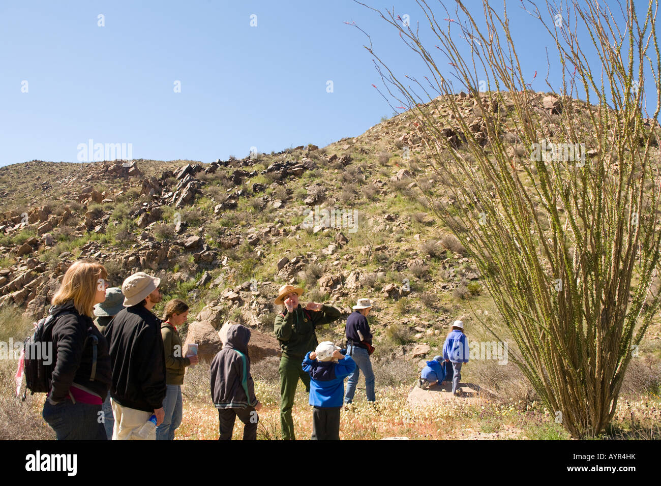 Joshua Tree National Park California ranger del parco parlando di fioritura Ocotillo Fouquieria splendens sulla passeggiata di fiori selvaggi Foto Stock