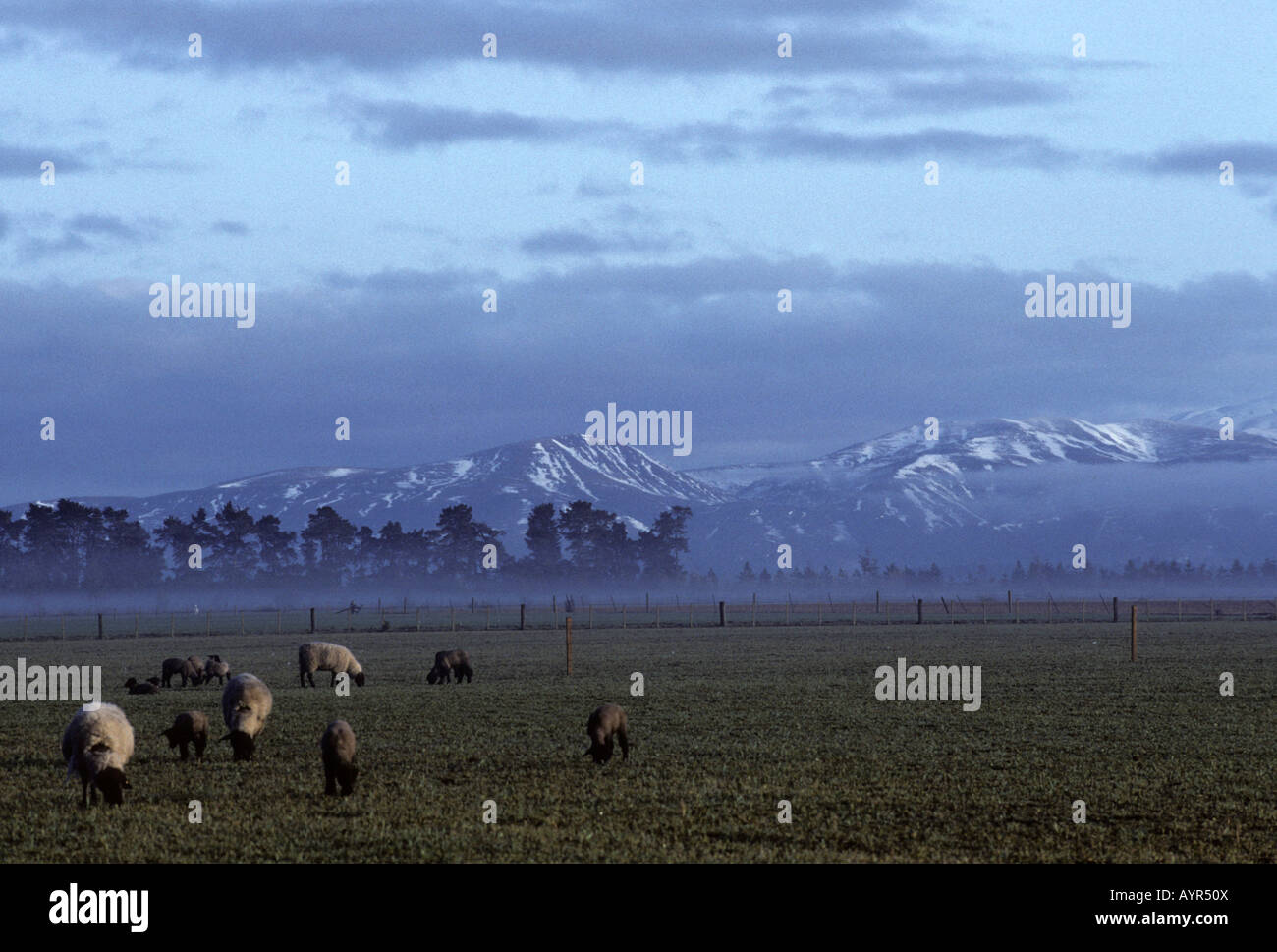 Pecore sul Canterbury a Mt. Capanna, Isola del Sud, Nuova Zelanda Foto Stock