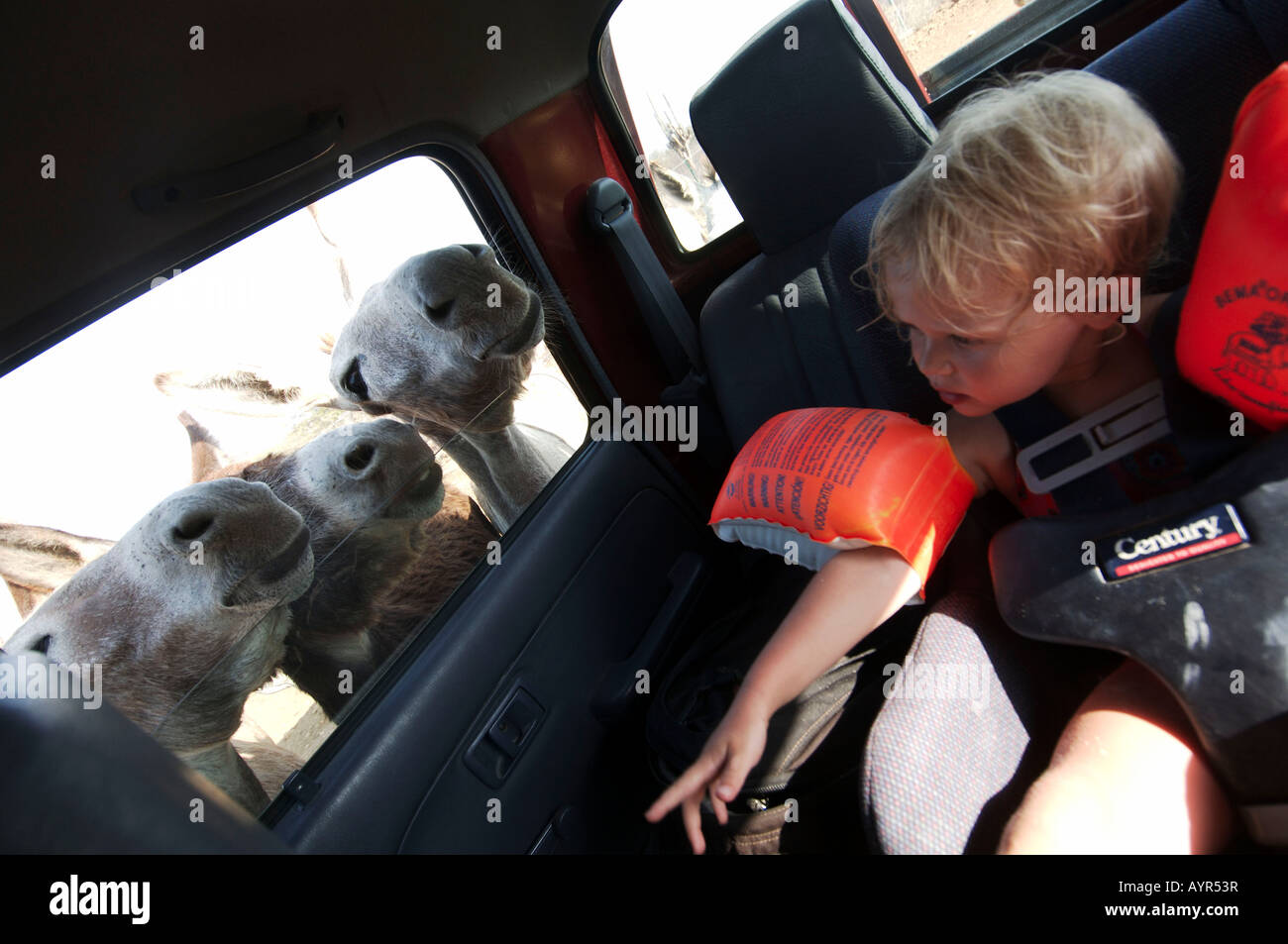Antille Olandesi Bonaire asino sticking le loro teste attraverso la finestra auto a Donkey Sanctuary Foto Stock